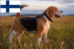 Scopri di più sull'articolo Allevatori di Beagle e cuccioli in Finlandia