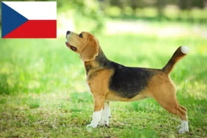 Scopri di più sull'articolo Allevatori di Beagle e cuccioli in Repubblica Ceca