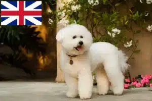 Scopri di più sull'articolo Allevatori di Bichon Frisé e cuccioli in Gran Bretagna