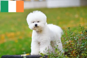 Scopri di più sull'articolo Allevatori di Bichon Frisé e cuccioli in Irlanda