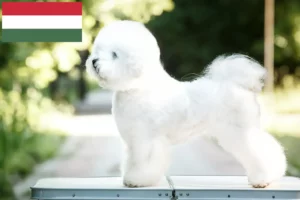 Scopri di più sull'articolo Allevatori di Bichon Frisé e cuccioli in Ungheria