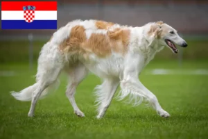 Scopri di più sull'articolo Allevatori e cuccioli di Borzoi in Croazia