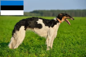 Scopri di più sull'articolo Allevatori di Borzoi e cuccioli in Estonia