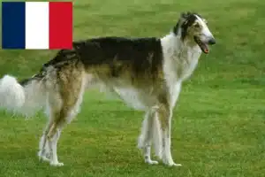 Scopri di più sull'articolo Allevatori e cuccioli di Borzoi in Francia