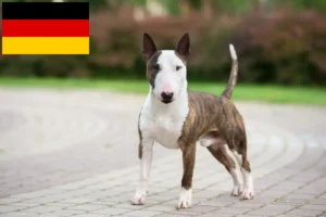 Scopri di più sull'articolo Allevatori di Bull Terrier in miniatura e cuccioli in Germania