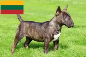 Scopri di più sull'articolo Allevatori di Bull Terrier in miniatura e cuccioli in Lituania