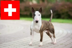 Scopri di più sull'articolo Allevatori di Bull Terrier in miniatura e cuccioli in Svizzera