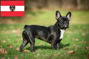 Scopri di più sull'articolo Allevatori di Bulldog Francesi e cuccioli in Austria