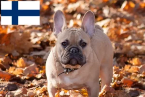 Scopri di più sull'articolo Allevatori e cuccioli di Bulldog Francese in Finlandia