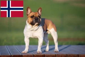 Scopri di più sull'articolo Allevatori di Bulldog francesi e cuccioli in Norvegia