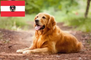 Scopri di più sull'articolo Allevatori di Golden Retriever e cuccioli in Austria