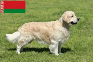 Scopri di più sull'articolo Allevatori di Golden Retriever e cuccioli in Bielorussia