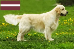 Scopri di più sull'articolo Allevatori di Golden Retriever e cuccioli in Lettonia