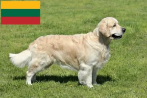 Scopri di più sull'articolo Allevatori di Golden Retriever e cuccioli in Lituania