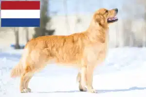 Scopri di più sull'articolo Allevatori di Golden Retriever e cuccioli nei Paesi Bassi