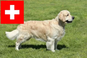 Scopri di più sull'articolo Allevatori di Golden Retriever e cuccioli in Svizzera