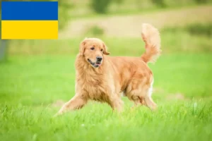 Scopri di più sull'articolo Allevatori di Golden Retriever e cuccioli in Ucraina