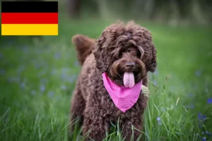 Scopri di più sull'articolo Allevatori di Labradoodle Australiani e cuccioli in Germania