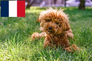 Scopri di più sull'articolo Allevatori e cuccioli di Maltipoo in Francia