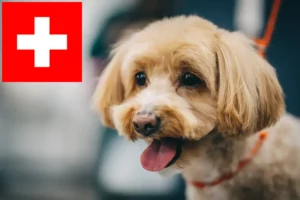 Scopri di più sull'articolo Allevatori di Maltipoo e cuccioli in Svizzera