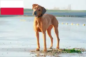 Scopri di più sull'articolo Allevatori di Rhodesian Ridgeback e cuccioli in Polonia