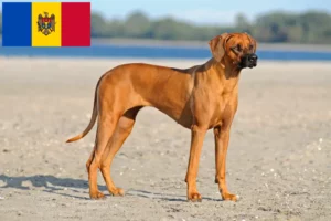 Scopri di più sull'articolo Allevatori di Rhodesian Ridgeback e cuccioli in Repubblica di Moldavia