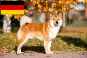 Scopri di più sull'articolo Allevatori di Shiba e cuccioli in Germania