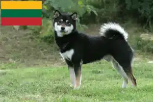 Scopri di più sull'articolo Allevatori di Shiba e cuccioli in Lituania