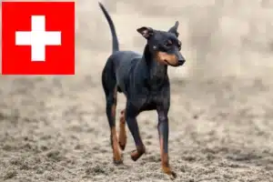 Scopri di più sull'articolo Allevatori e cuccioli di English Toy Terrier in Svizzera