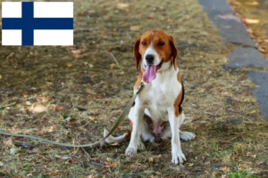 Scopri di più sull'articolo Allevatori di American Foxhound e cuccioli in Finlandia