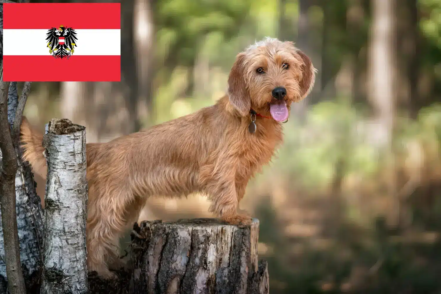 Scopri di più sull'articolo Allevatori di Basset fauve de Bretagne e cuccioli in Austria