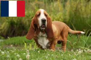 Scopri di più sull'articolo Allevatori di Basset Hound e cuccioli in Francia