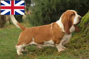 Scopri di più sull'articolo Allevatori di Basset Hound e cuccioli in Gran Bretagna