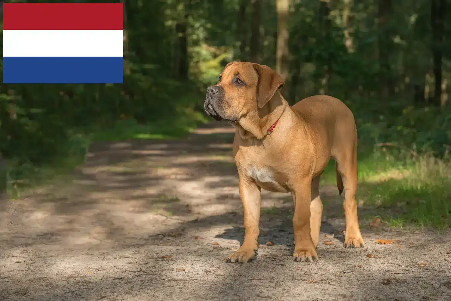 Scopri di più sull'articolo Allevatori di Boerboel e cuccioli nei Paesi Bassi