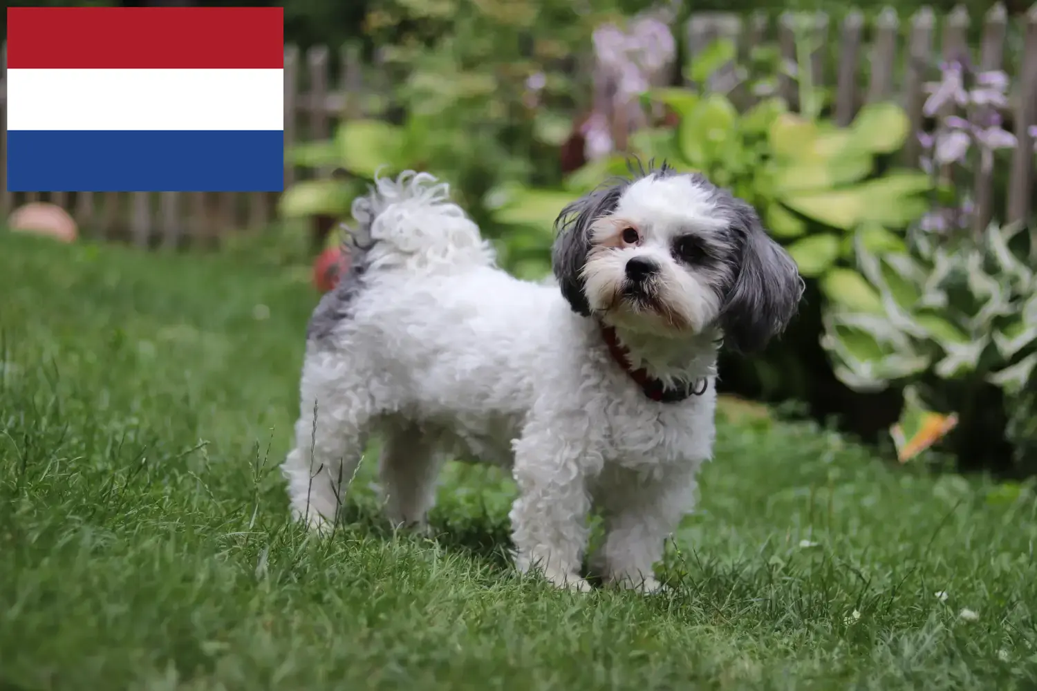 Scopri di più sull'articolo Allevatori e cuccioli di Bolonka Zwetna in Olanda