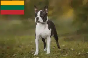 Scopri di più sull'articolo Allevatori di Boston Terrier e cuccioli in Lituania