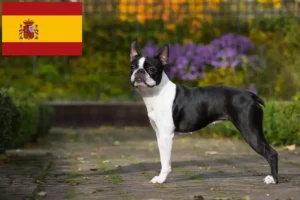 Scopri di più sull'articolo Allevatori e cuccioli di Boston Terrier in Spagna