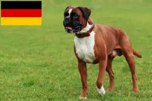 Scopri di più sull'articolo Allevatori di Boxer e cuccioli in Germania