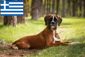 Scopri di più sull'articolo Allevatori di Boxer e cuccioli in Grecia