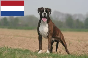 Scopri di più sull'articolo Allevatori di Boxer e cuccioli nei Paesi Bassi