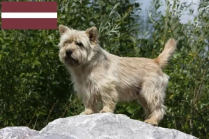 Scopri di più sull'articolo Allevatori di Cairn Terrier e cuccioli in Lettonia