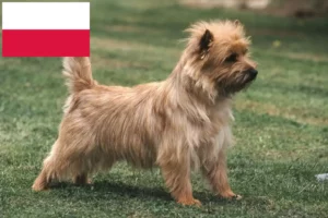 Scopri di più sull'articolo Allevatori di Cairn Terrier e cuccioli in Polonia