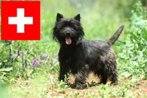 Scopri di più sull'articolo Allevatori di Cairn Terrier e cuccioli in Svizzera