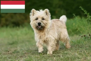 Scopri di più sull'articolo Allevatori e cuccioli di Cairn Terrier in Ungheria