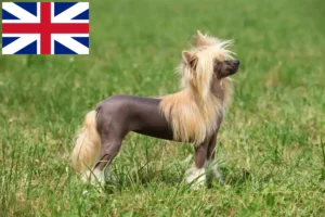 Scopri di più sull'articolo Allevatori di cani Chinese Crested e cuccioli in Gran Bretagna