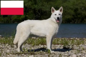 Scopri di più sull'articolo Allevatore di cani da pastore svizzero bianco e cuccioli in Polonia