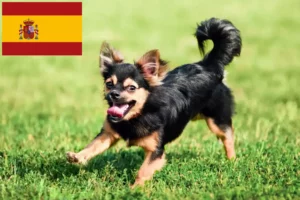 Scopri di più sull'articolo Allevatori di Chihuahua e cuccioli in Spagna