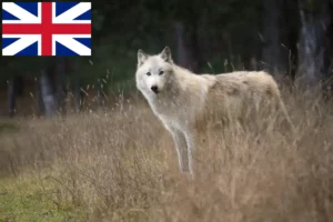 Scopri di più sull'articolo Allevatori di American Wolfhound e cuccioli in Gran Bretagna