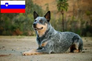 Scopri di più sull'articolo Allevatori di Australian Cattle Dog e cuccioli in Slovenia