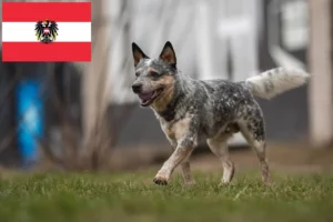 Scopri di più sull'articolo Allevatori di Australian Cattle Dog e cuccioli in Austria